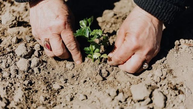 营销,抖音,快手,娱乐