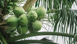 万物皆可椰，谁能“比椰”到最后？