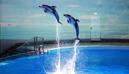 回归繁育保护，千亿动物园产业何日完成转型？