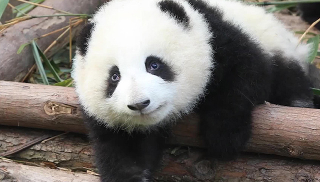 排队两小时看“花花”三分钟 成都熊猫经济观察