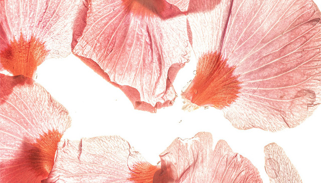 别样毕业礼：大四女生历时一年，把学校里的花拍出了花儿