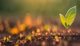 植物萃取：环境去污新方法