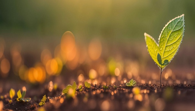 植物萃取：环境去污新方法