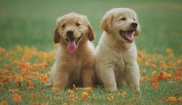 TOPBRAND | 宠加获融资；「袁记云饺」入局咖啡赛道；宇舶表X雀巢打造环保手表；Timberland任命副总裁