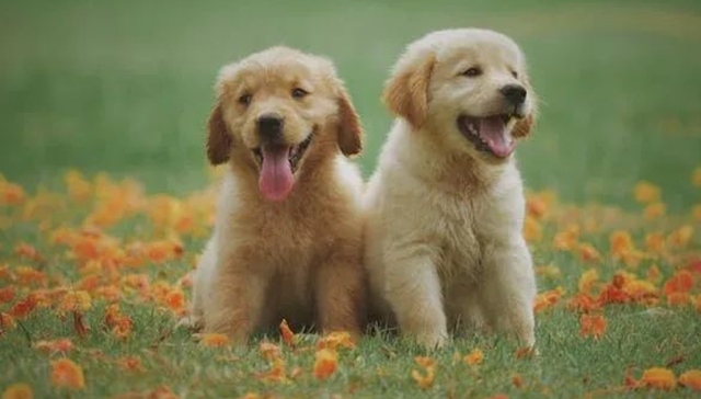 新消费,消费趋势,投融资,「袁记云饺」注册咖啡商标