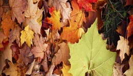 长生不老：昔日的幻想，今日的现实？