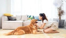 年?duì)I收近10億的“寵食界富士康”終止IPO，“貓狗經(jīng)濟(jì)”資本不看好了？