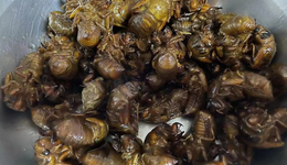 400元一斤的知了被賣瘋了，昆蟲美食成餐飲業(yè)的新機(jī)遇？