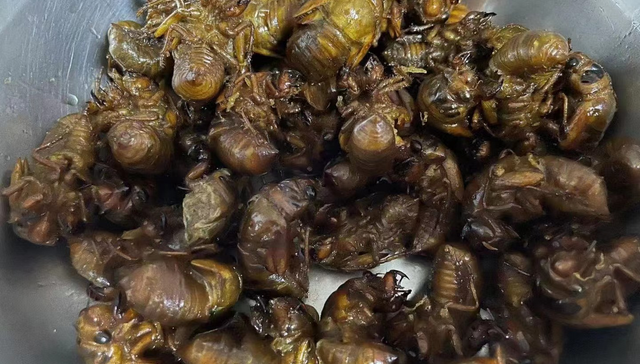 餐饮,消费,知了,美食