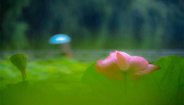 合肥城市文化赓续，包公园塑造“青莲文化”IP