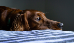 00后養(yǎng)寵，寵物保健品已是必備？