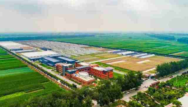 锚定“走在前”，青岛即墨绘就乡村振兴新画卷