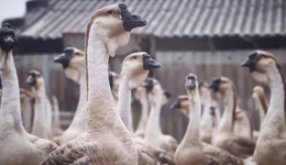 这座用玩具打造快乐的城市，有点焦虑