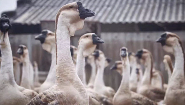 澄海,区域经济,消费,玩具制造,喜羊羊
