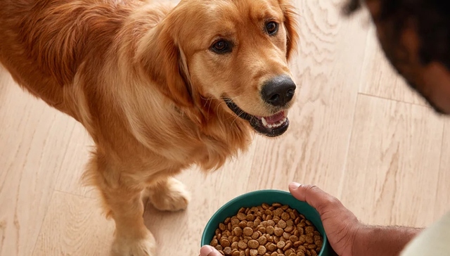 奶茶,消费,优衣库,宠物经济,IPO