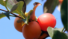 富平柿餅，如何從默默無(wú)聞到產(chǎn)值突破65億？