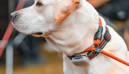 孩子用的小天才，怎么戴在狗身上？