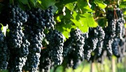 时隔九年，法国将再次坐上“世界最大葡萄酒生产国”宝座？