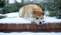 如今的翻拍确实太多了
