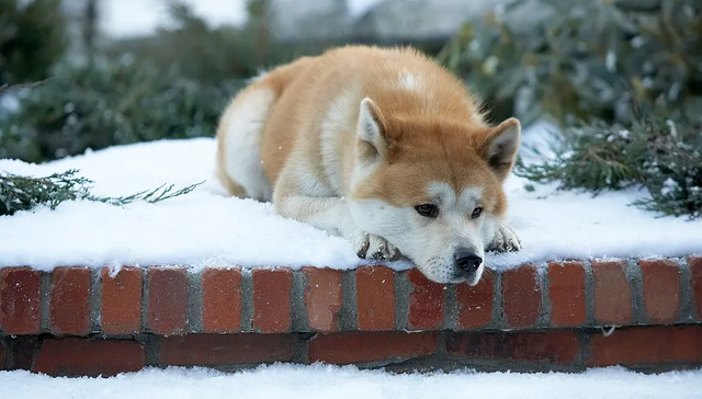 电影,中国市场,翻拍,票房