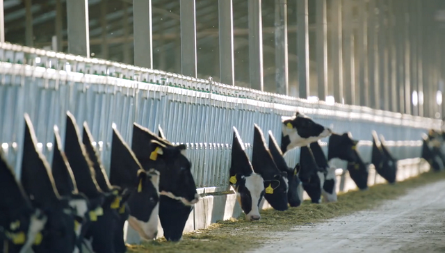 乳业,中国市场,消费趋势,产业链,资本市场