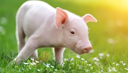 “磨底”猪周期，负债率已到60%的温氏股份怎么熬过？