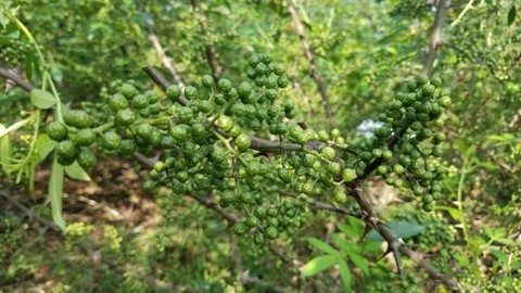 李后强：川菜的文化基因与学理基础