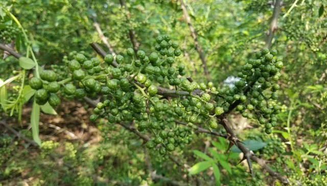 李后强：川菜的文化基因与学理基础