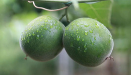 被網(wǎng)紅品牌青睞，羅漢果如何成為甜味劑市場的“新寵”？