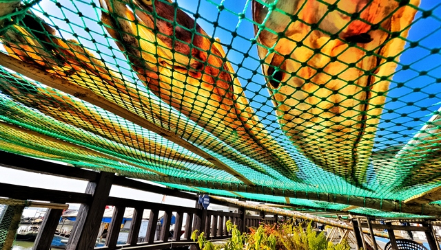 “小鱼片”做成“大产业” ，宁海渔乡唱响新“赶海经”