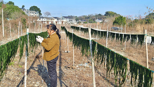 较常年提前一个月，宁海湾“新年第一鲜”头茬海苔开采