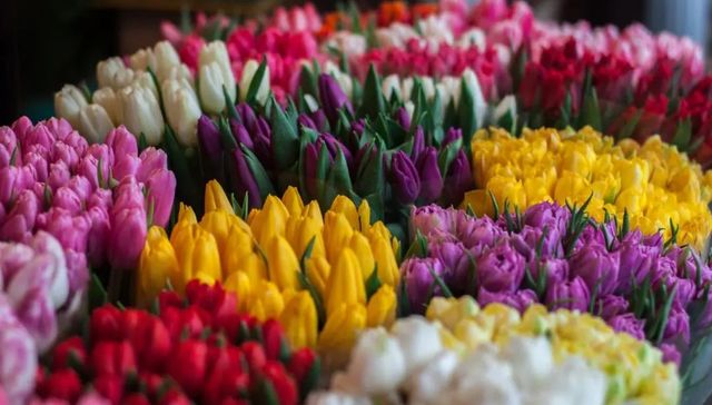 鲜花,云南,纽交所,投资,消费