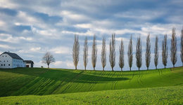 猪企要用融资熬垮“猪队友”