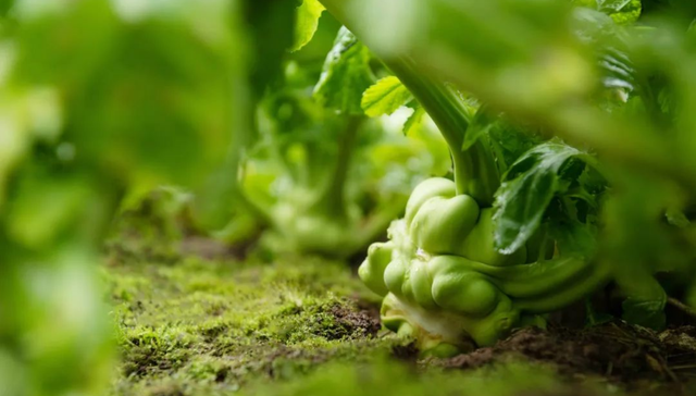 涪陵榨菜,消费,品牌,厨邦酱油,莲花味精