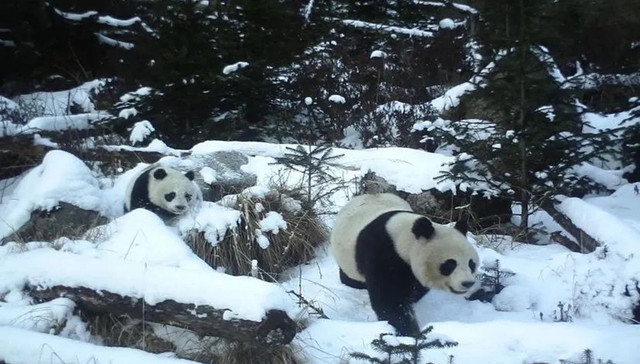 大熊猫有“新家”，绵阳基地（一期）公开招标设计施工