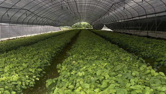 国内首家中医香疗文化体验中心上新