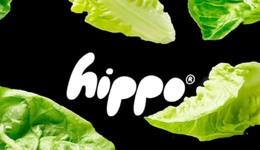 TOPBRAND | 护发品牌iluvia融资；沪上阿姨冲刺港股；可口可乐推辣味版；Alexander McQueen推出新标志