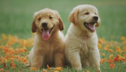 TOPBRAND | AlgoGroup获融资；BALENCIAGA将在上海办秀；Beyoncé推出个人护发品牌