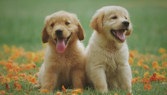 TOPBRAND | AlgoGroup获融资；BALENCIAGA将在上海办秀；Beyoncé推出个人护发品牌