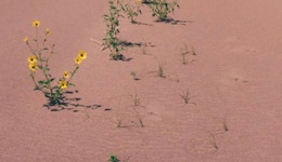 特別策劃 | 女性如何書寫生命力？