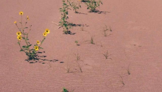 特别策划 | 女性如何书写生命力？