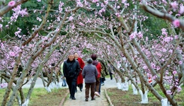 花重锦官 香约金堂｜快看，这里的桃花节“国潮”范十足！