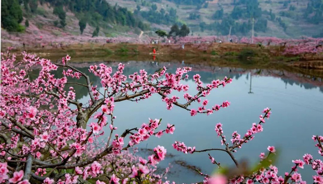 打卡春日限定，这份龙泉山赏花出行攻略请收藏