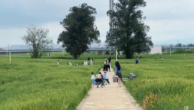 风吹麦浪！环城生态区的“成都版喜洲”藏不住了