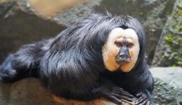 40的门票800的周边，红山动物园太会了