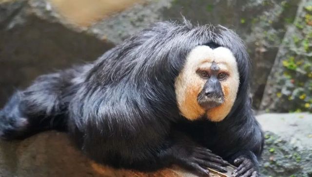 动物园,旅游,消费,周边产品