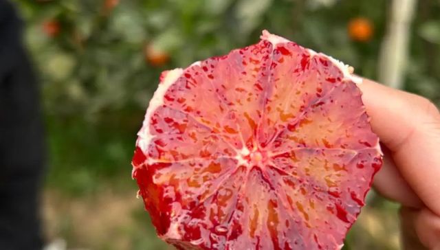 血橙,水果,消费,投资,电商