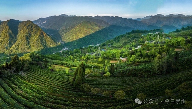 枇杷茶“上新！崇州聚焦“茶叶+”产业