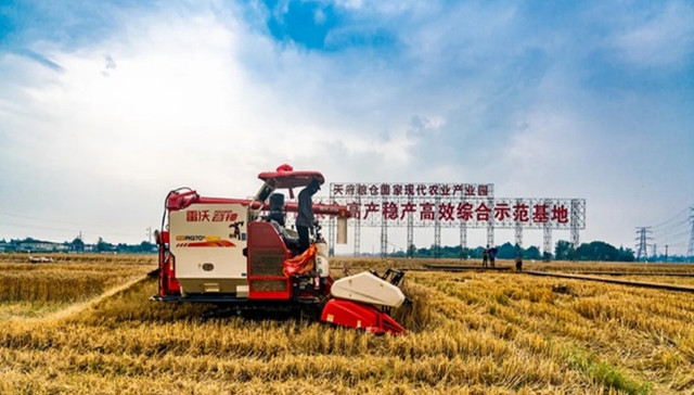 谷穗飘香，崇州11.1万亩小麦全面开镰收割