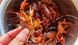 湖北餐飲，困在武漢